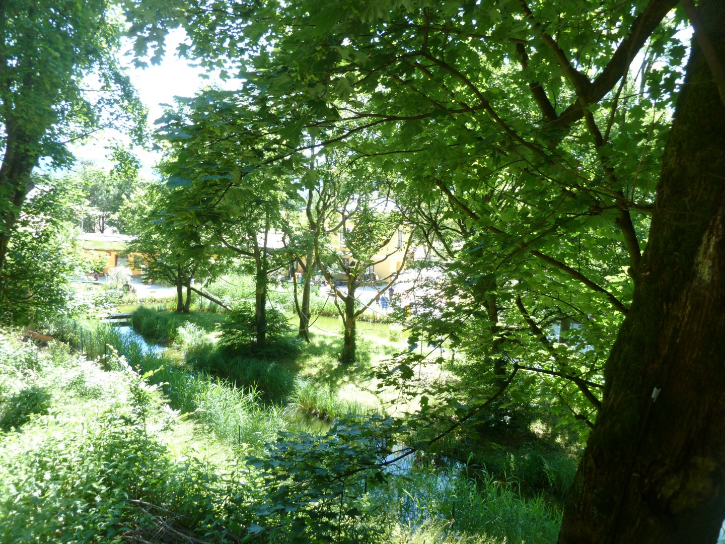 White-handed gibbon island