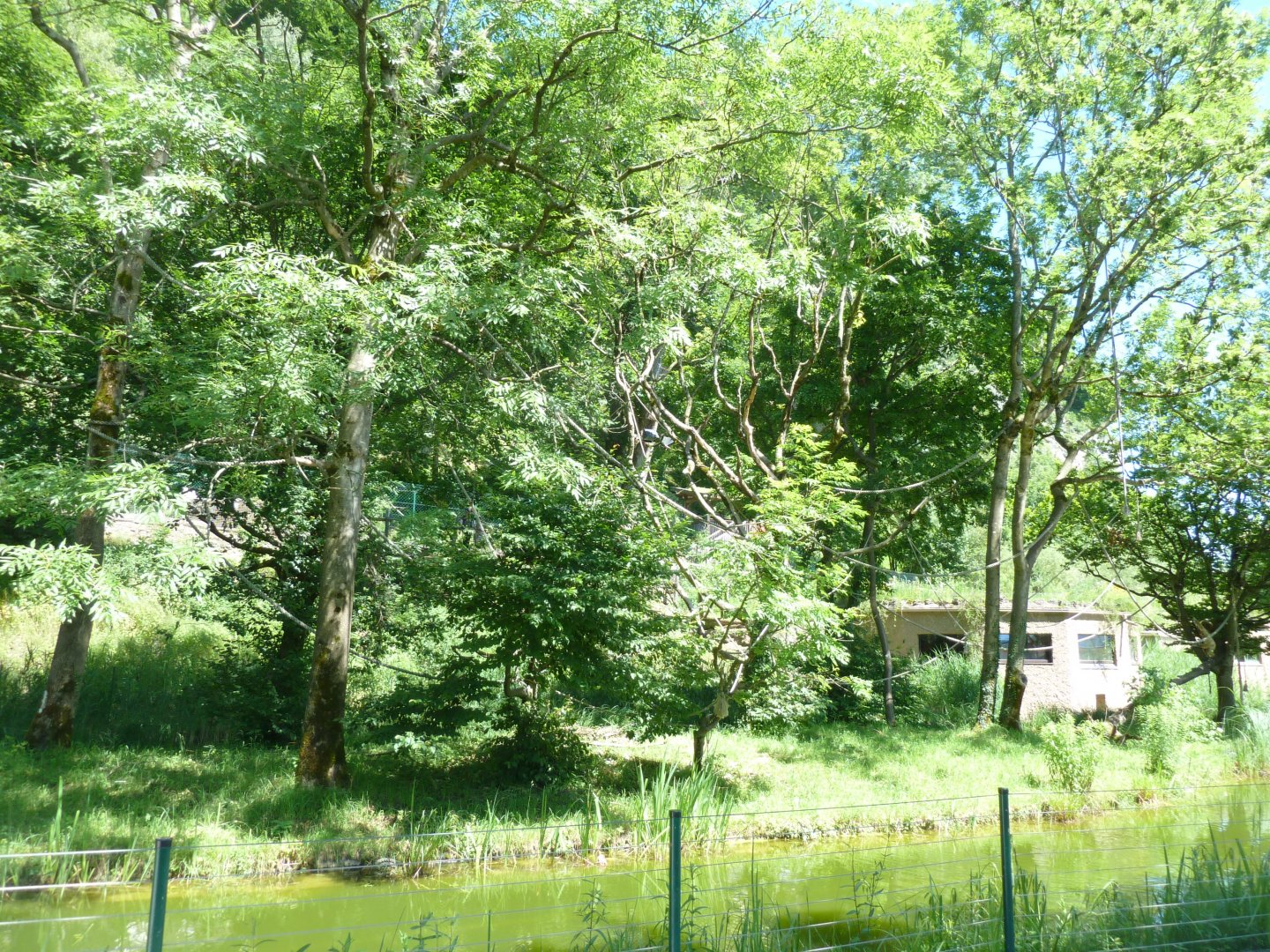 White-handed gibbon island