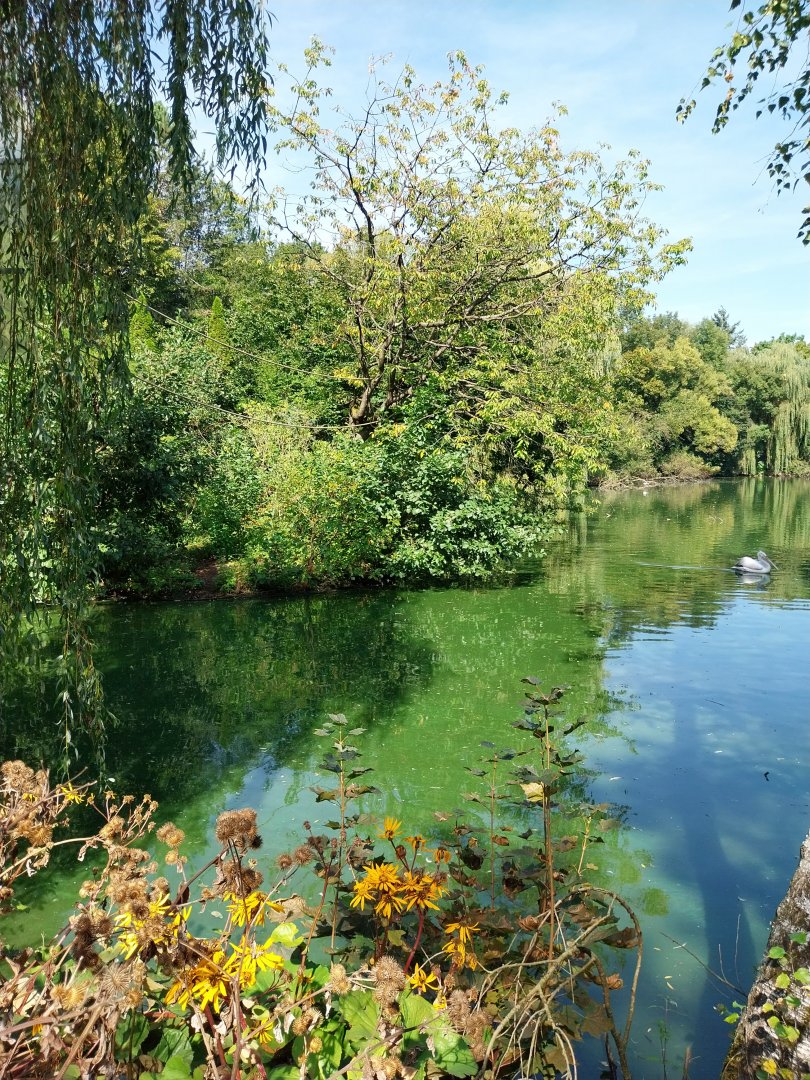 White-handed gibbon island