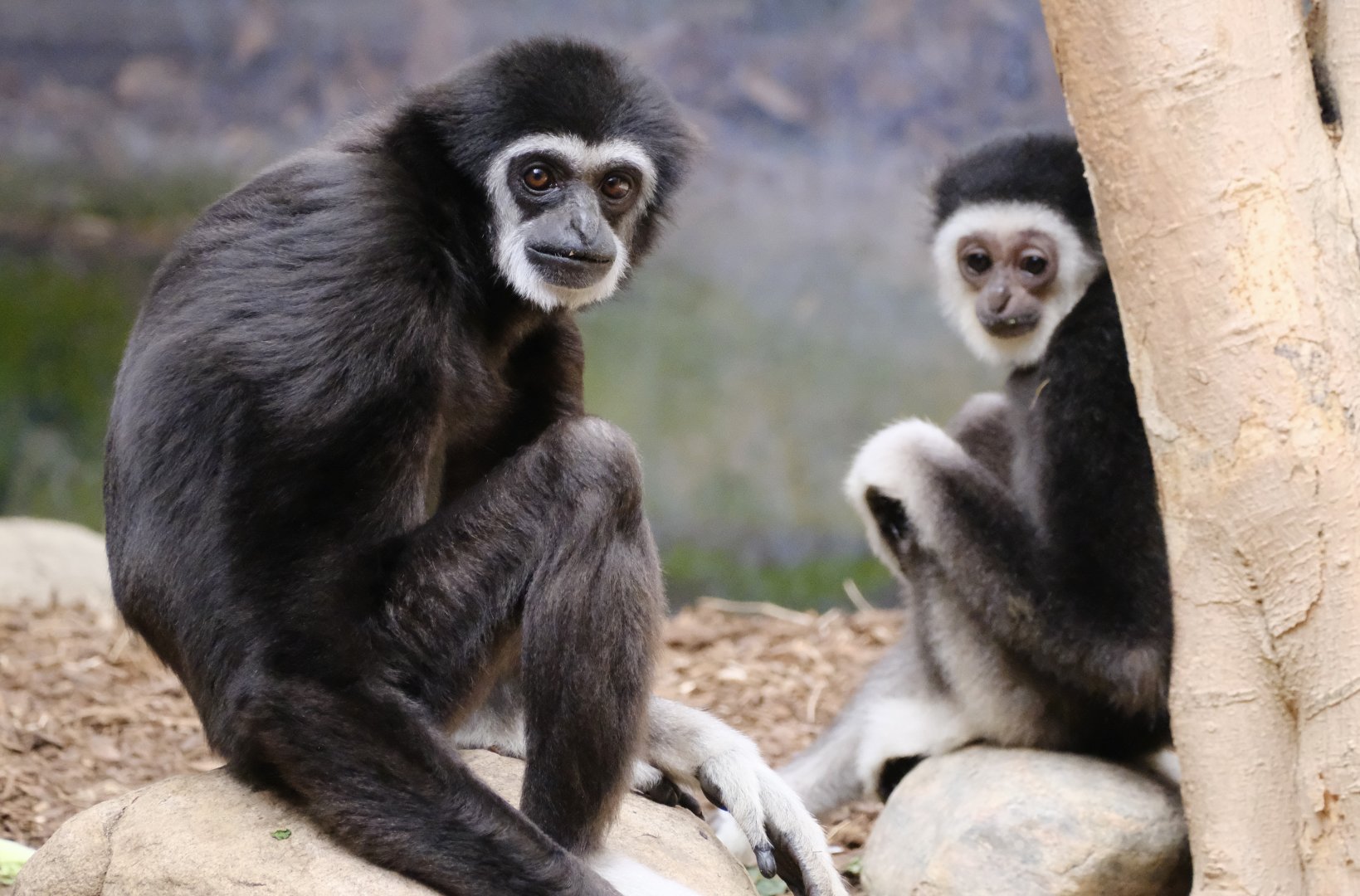 White-handed gibbon - July 22, 2025