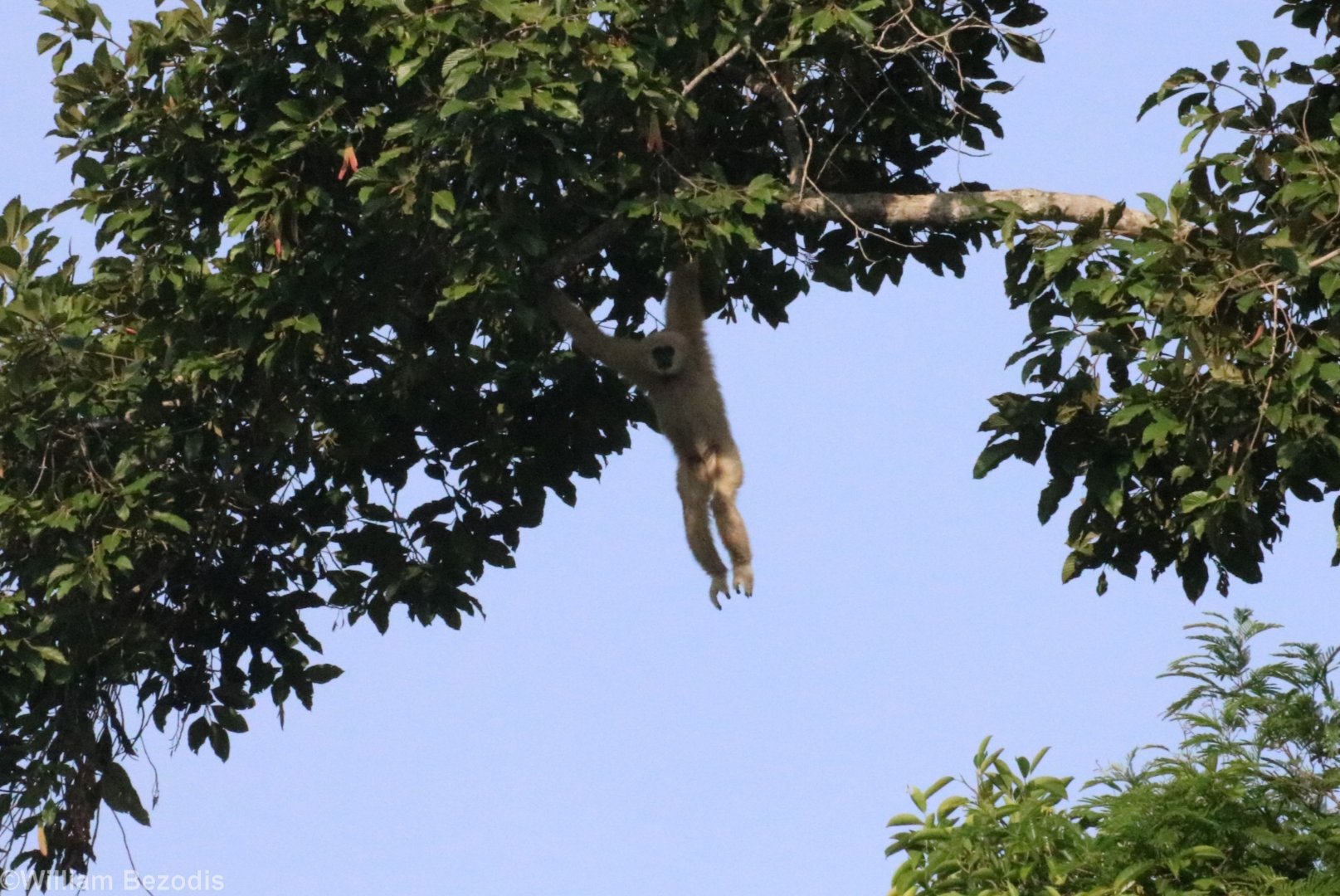 White-handed Gibbon - Khao Yai National Park