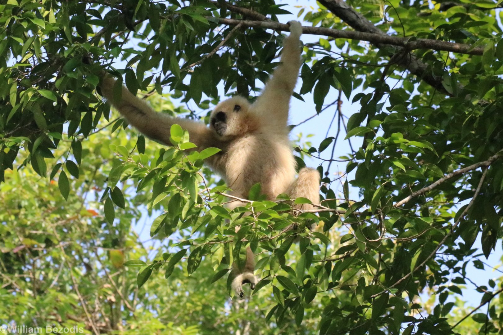 White-handed Gibbon - Khao Yai National Park