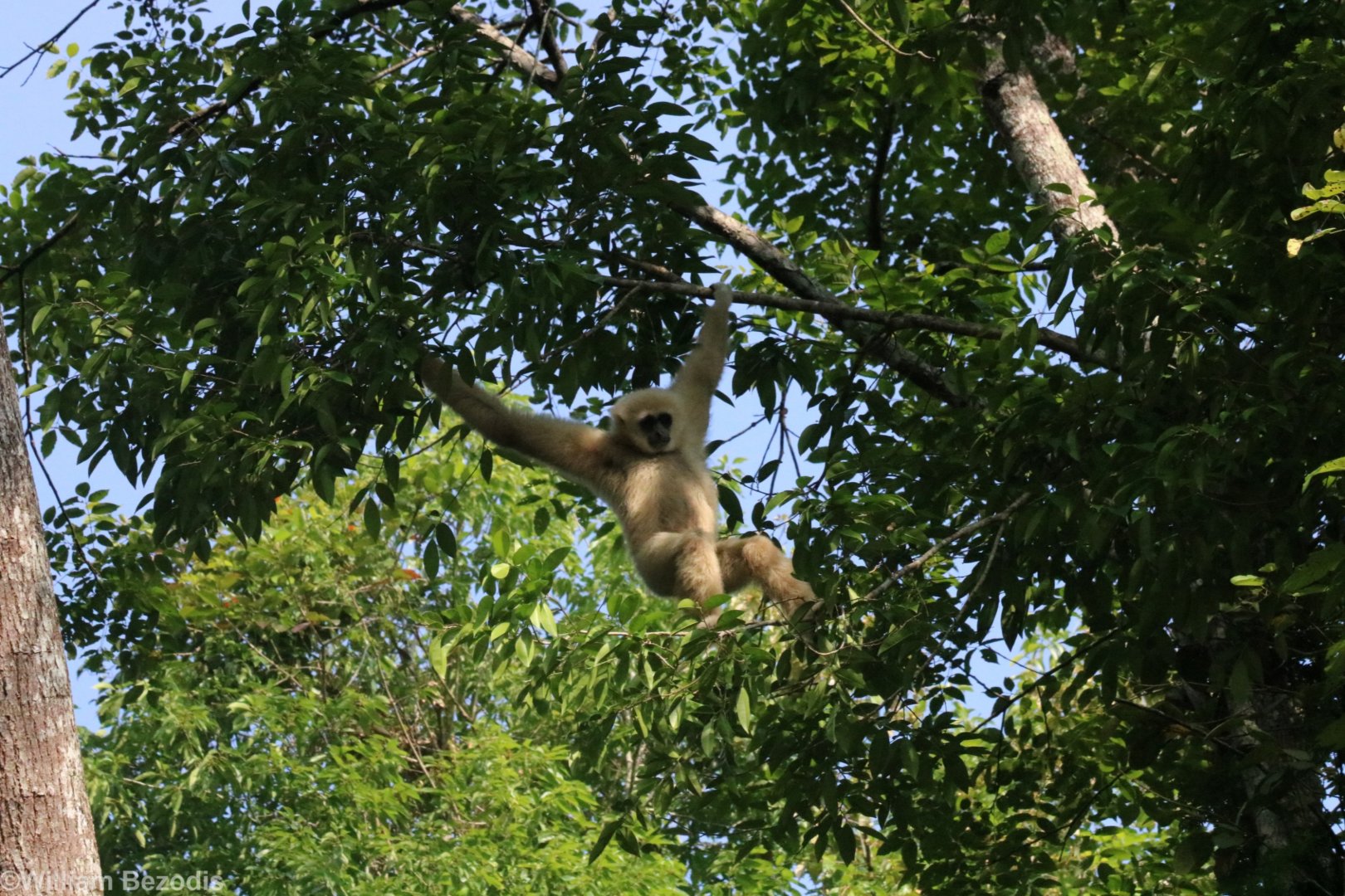 White-handed Gibbon - Khao Yai National Park