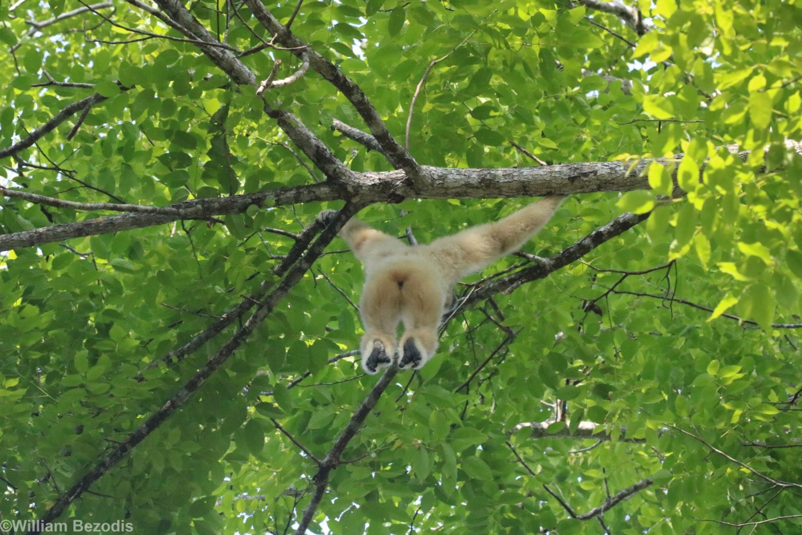White-handed Gibbon - Khao Yai National Park