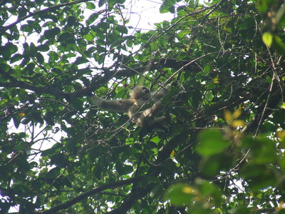 White-handed Gibbon, Khaoyai National Park