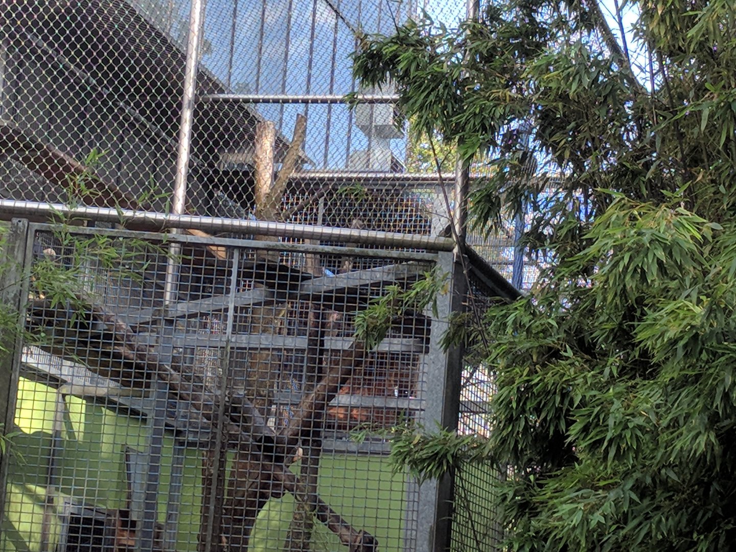 White handed gibbon outdoor Enclosure