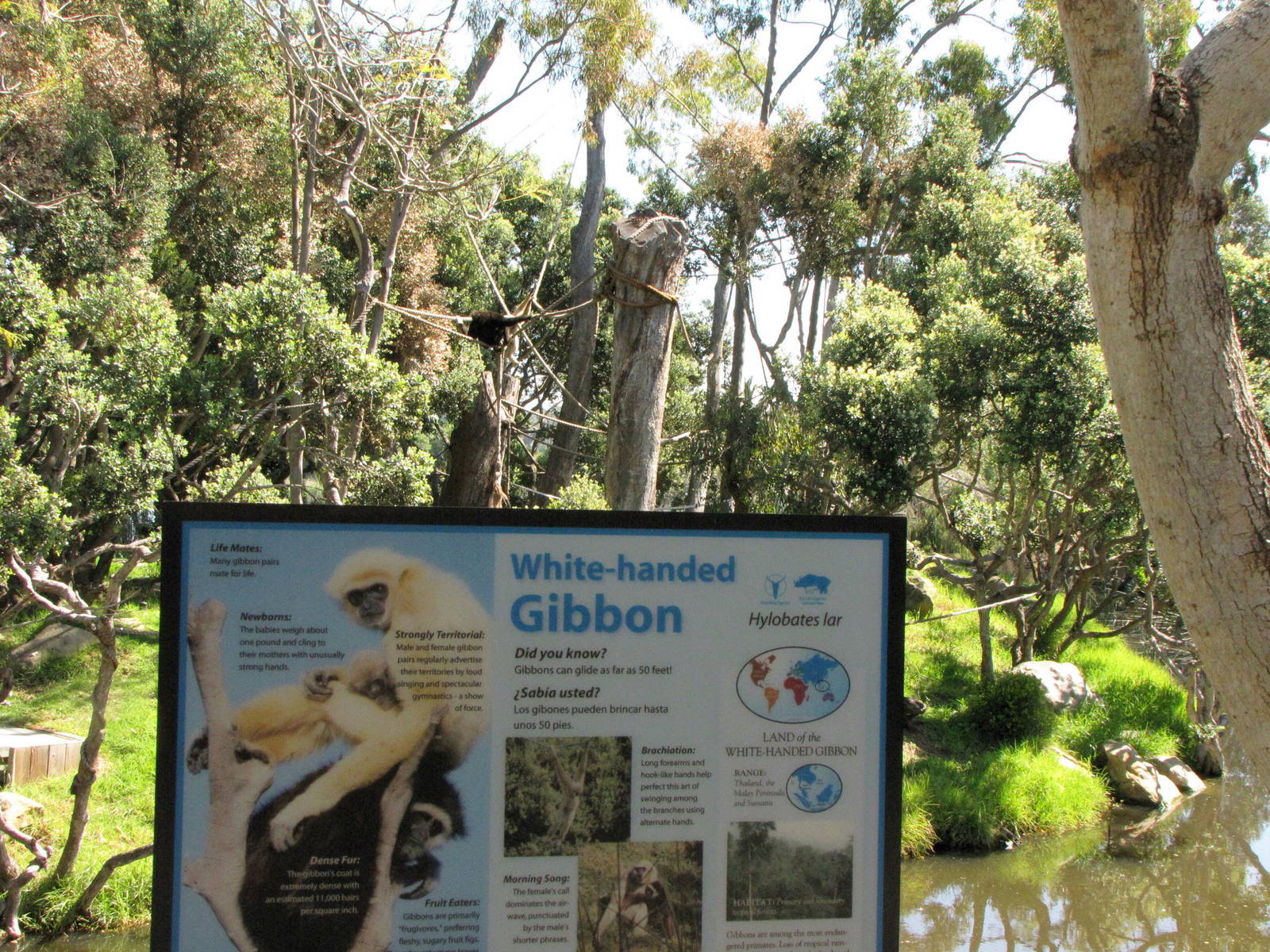White-handed Gibbon Signage