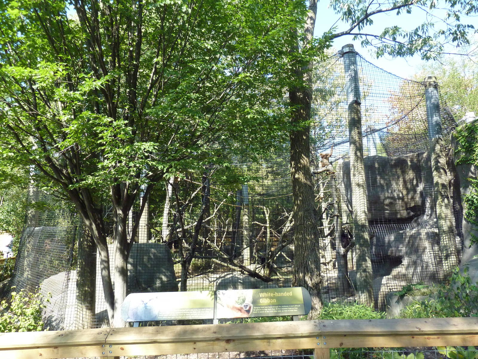 White-Handed Gibbon/Small-Clawed Otter Exhibit