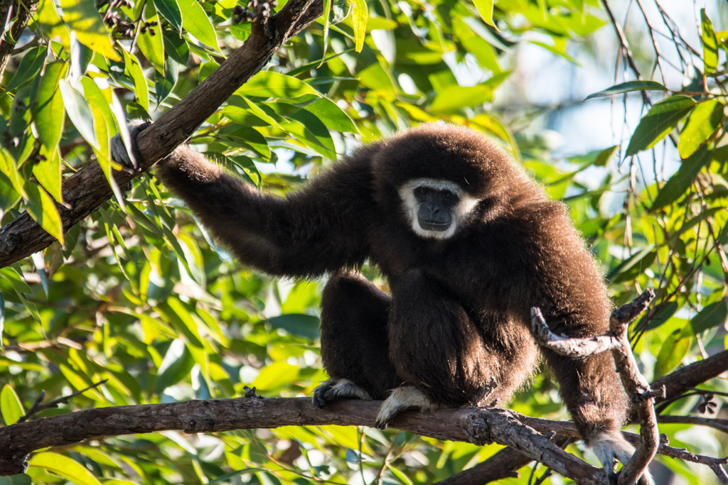 White Handed Gibbon - Taronga Western Plains Zoo visit April 2014