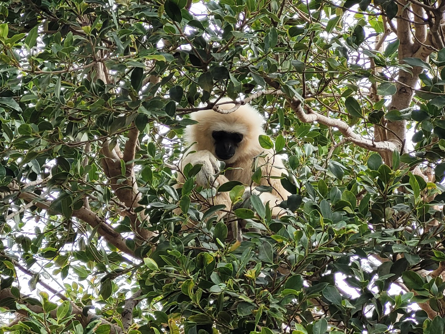 White-handed gibbon -TerraNatura Benidorm (2022)