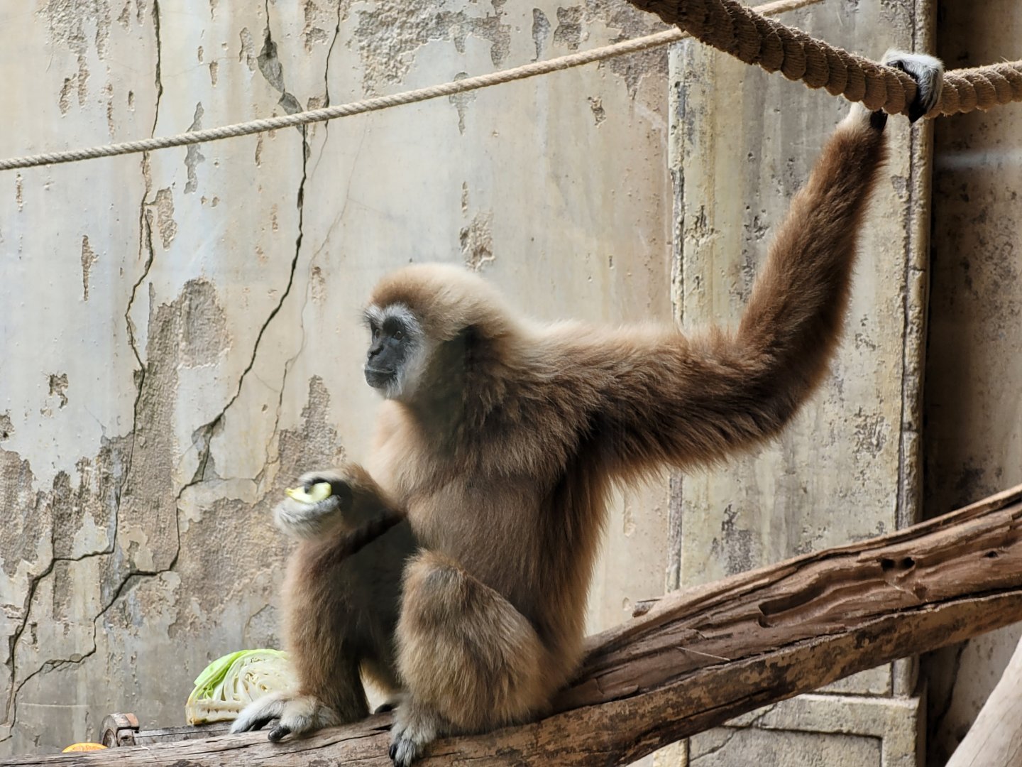 White-handed gibbon -TerraNatura Benidorm (2022)