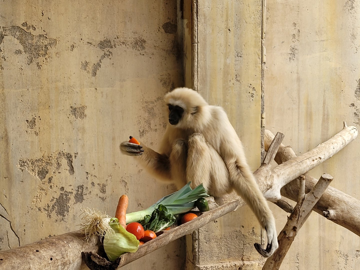 White-handed gibbon -TerraNatura Benidorm (2022)