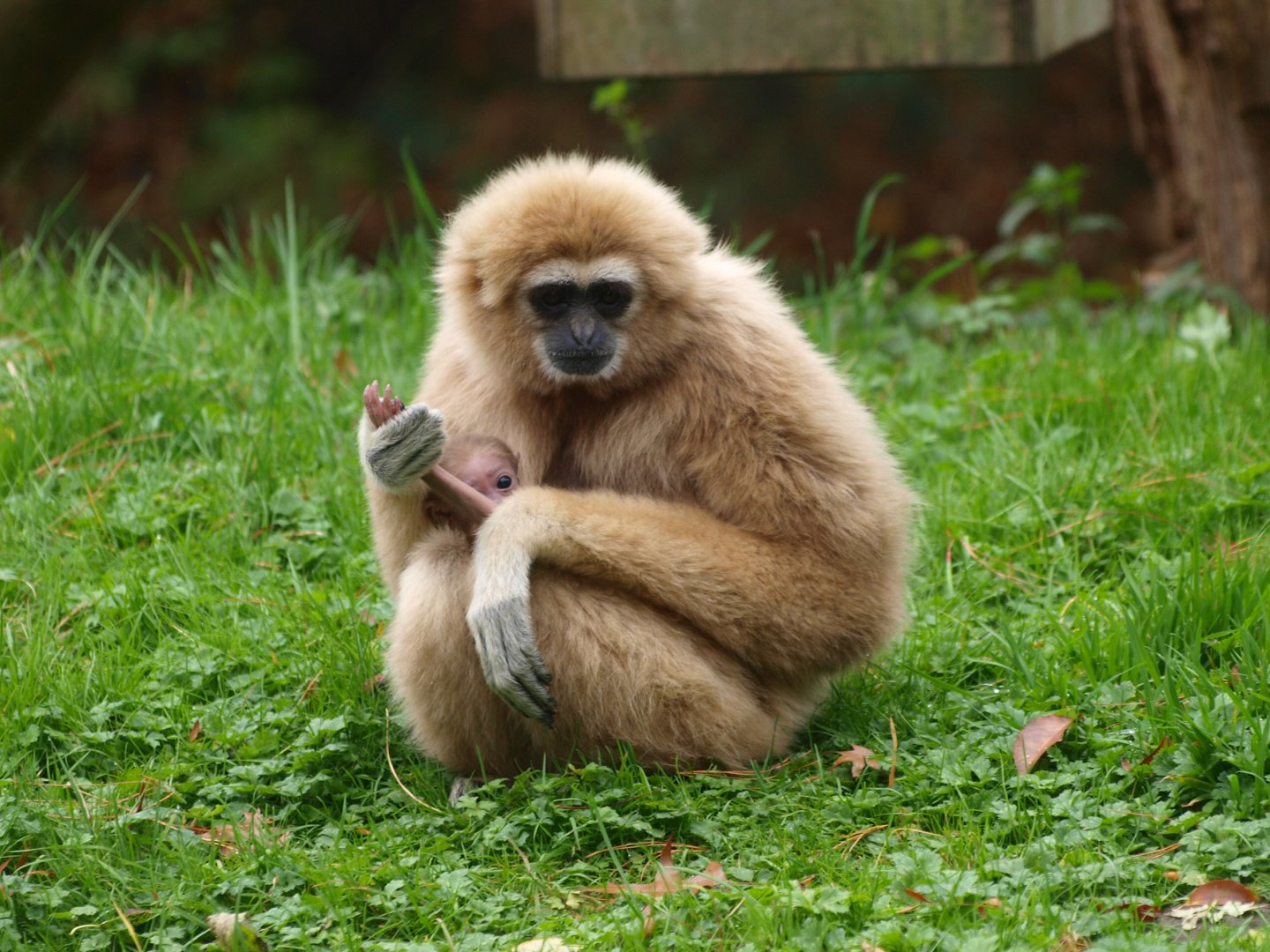 White-handed gibbon with baby (Hylobates lar), 2015-11-08
