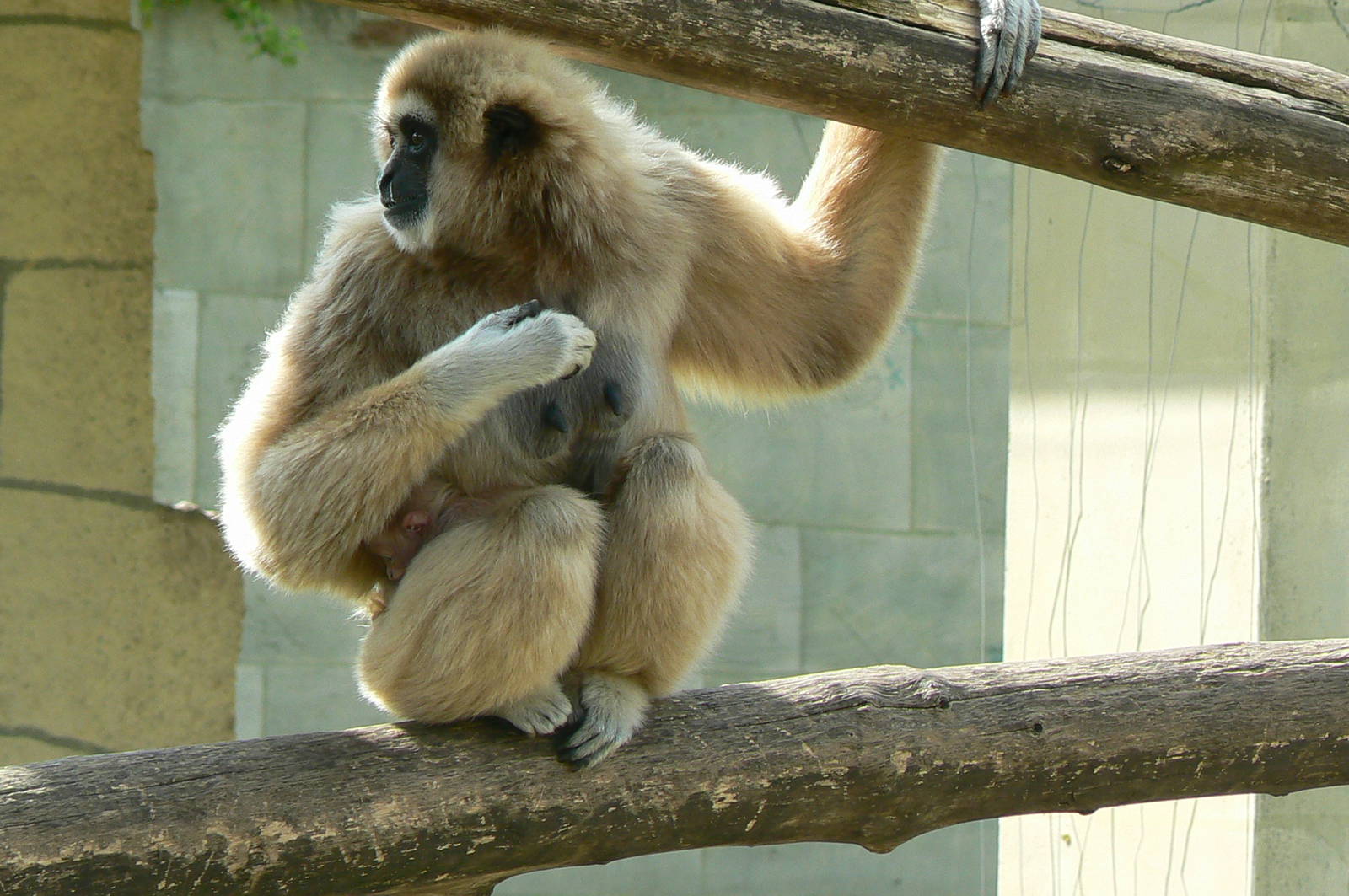 White-handed gibbon with baby