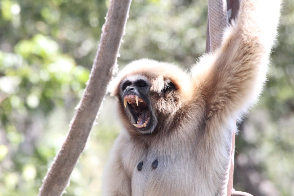 White-handed Gibbon yawn