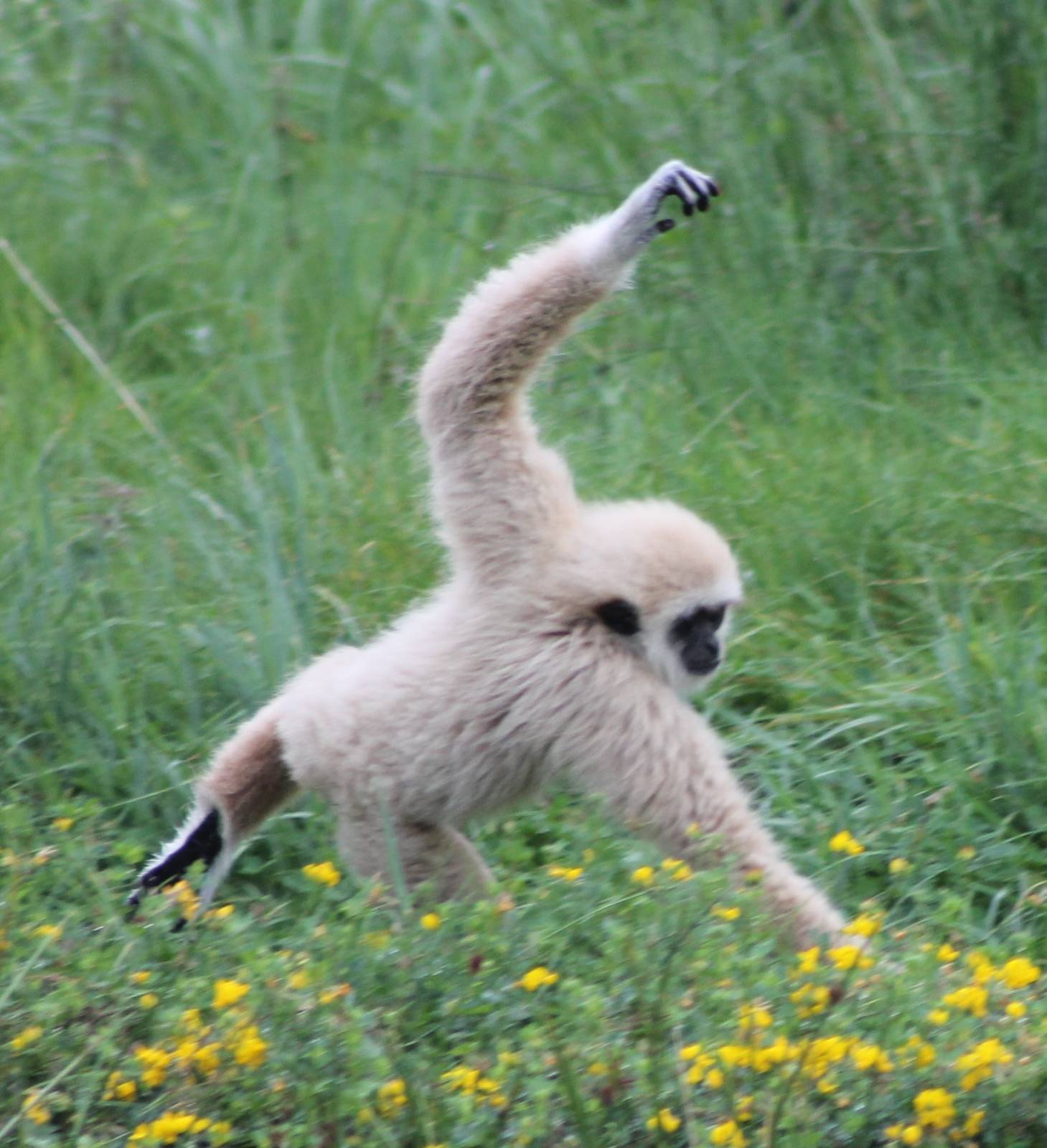 White-handed gibbon youngster