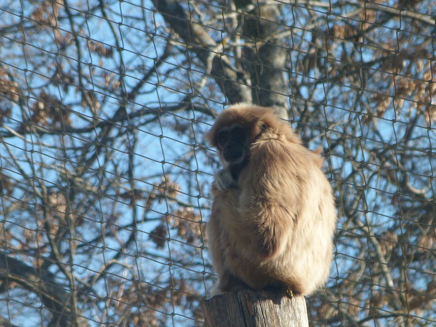 White-handed gibbon -Zoo Aquarium de Madrid (2025)