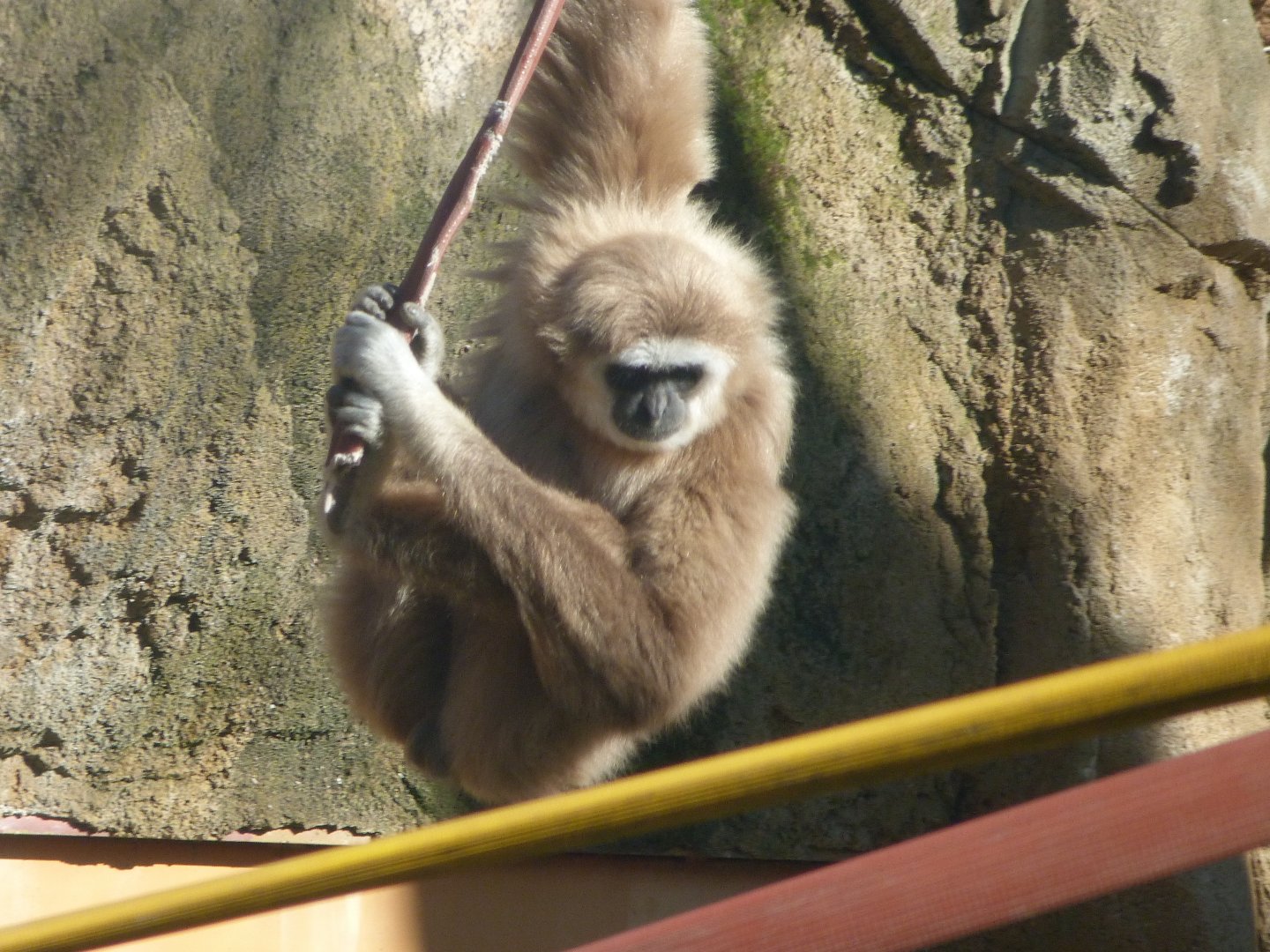 White-handed gibbon -Zoo Aquarium de Madrid (2025)