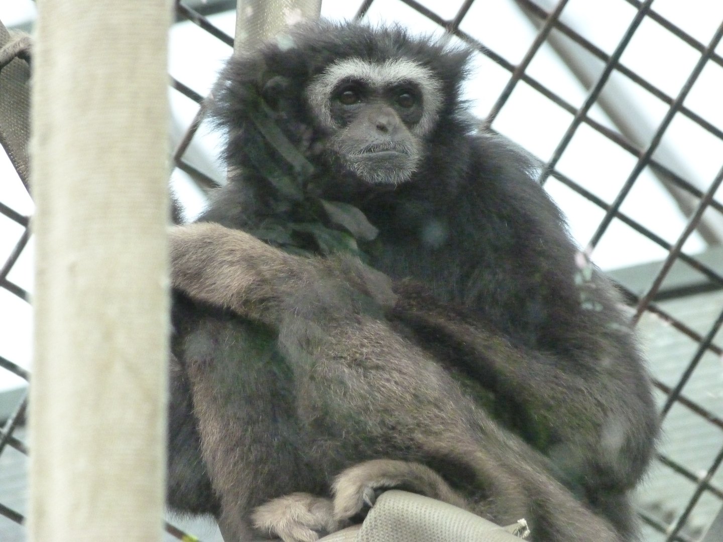 White-handed gibbon -ZooParc de Beauval (2025)