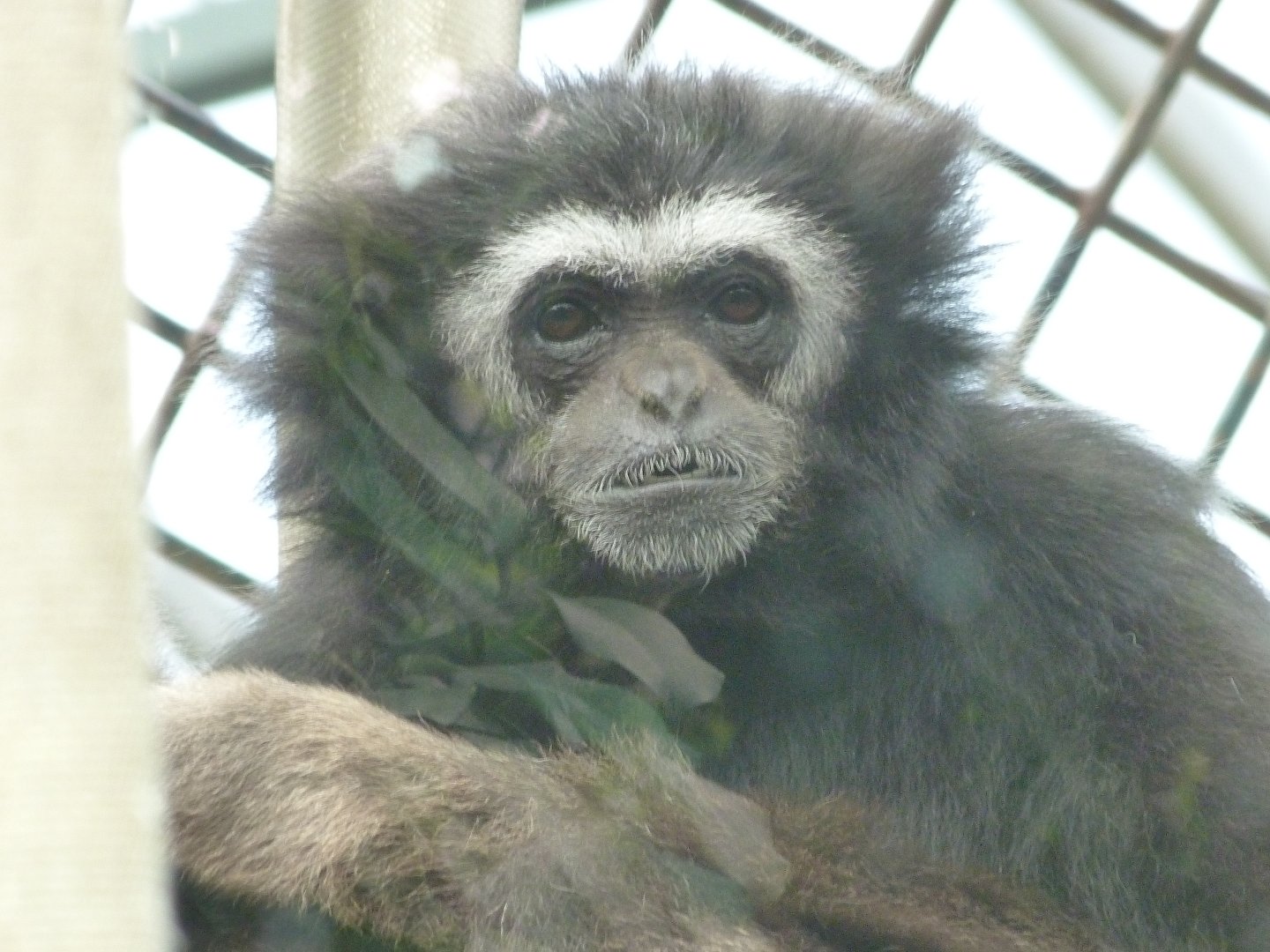 White-handed gibbon -ZooParc de Beauval (2025)