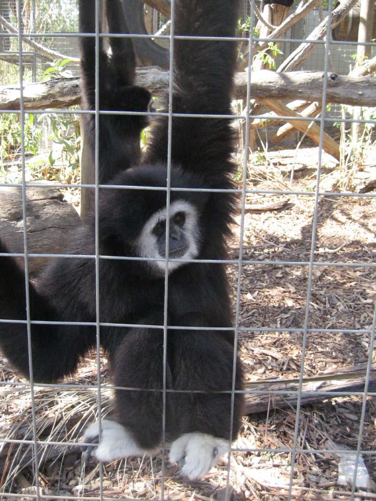 White-handed Gibbon