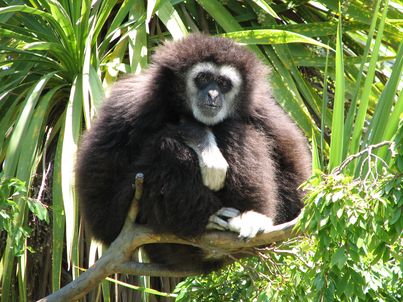White-handed Gibbon