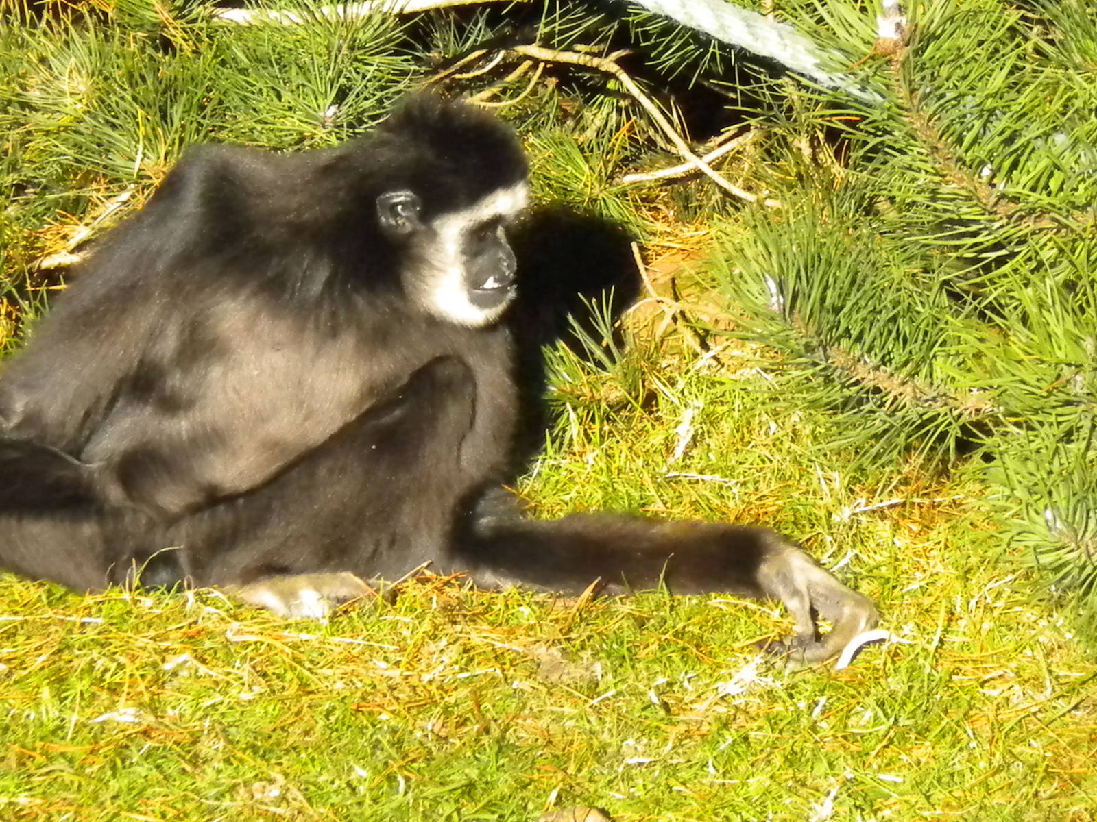 White Handed Gibbon.