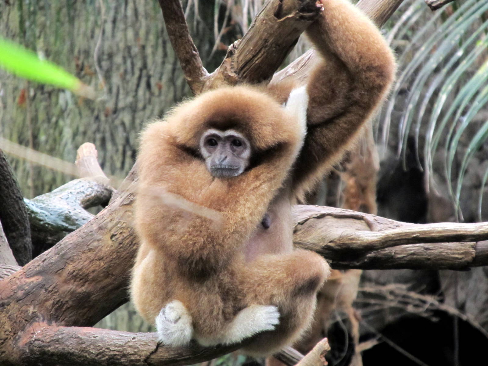 White-handed Gibbon