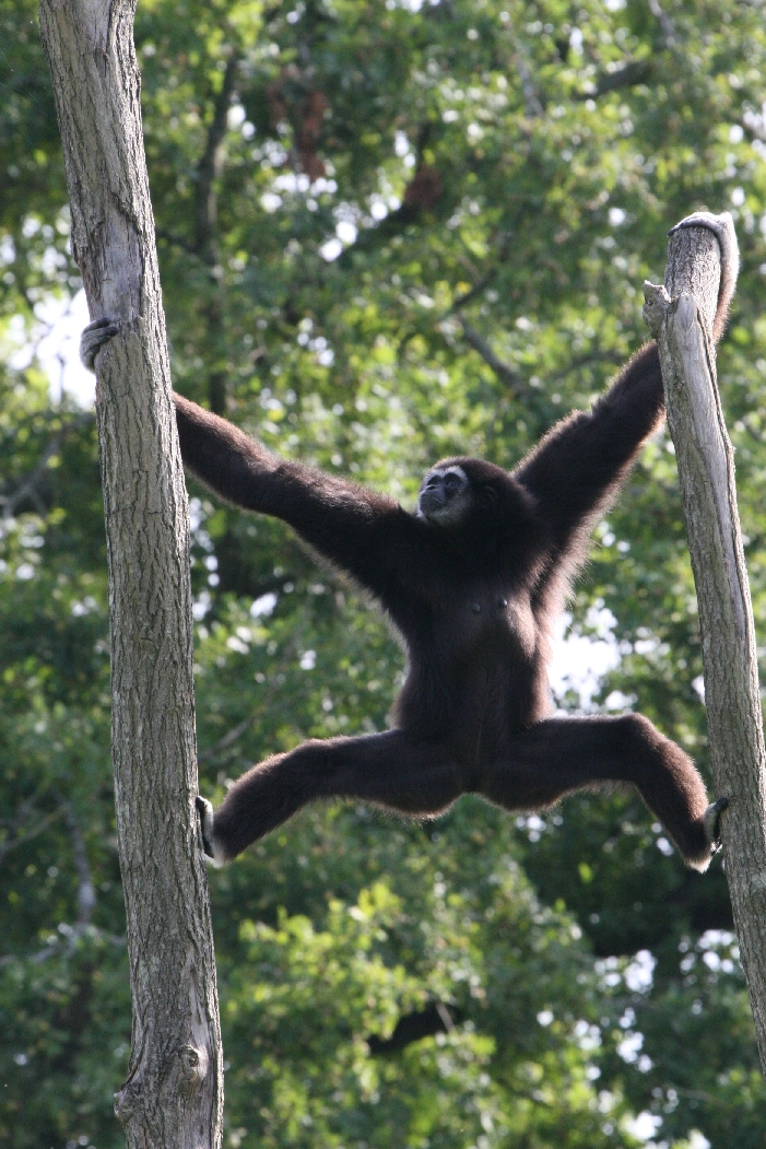White-Handed Gibbon