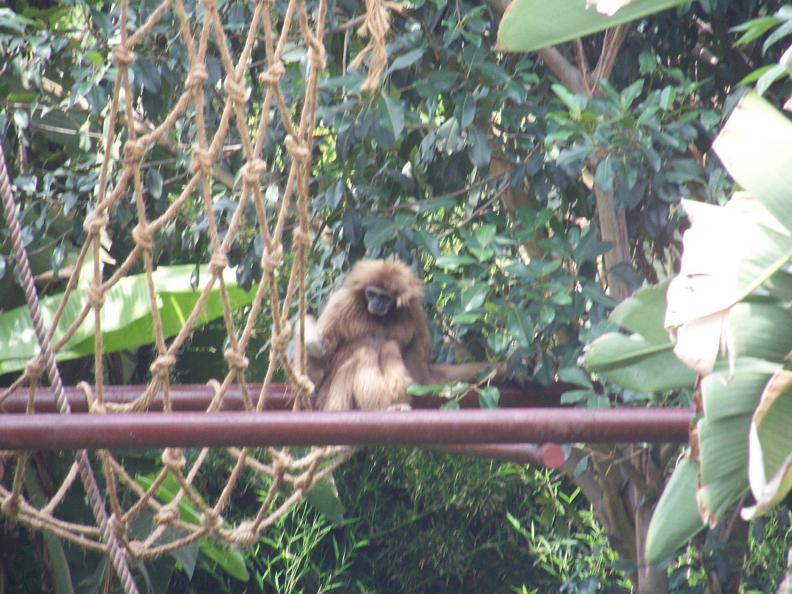 White Handed Gibbon