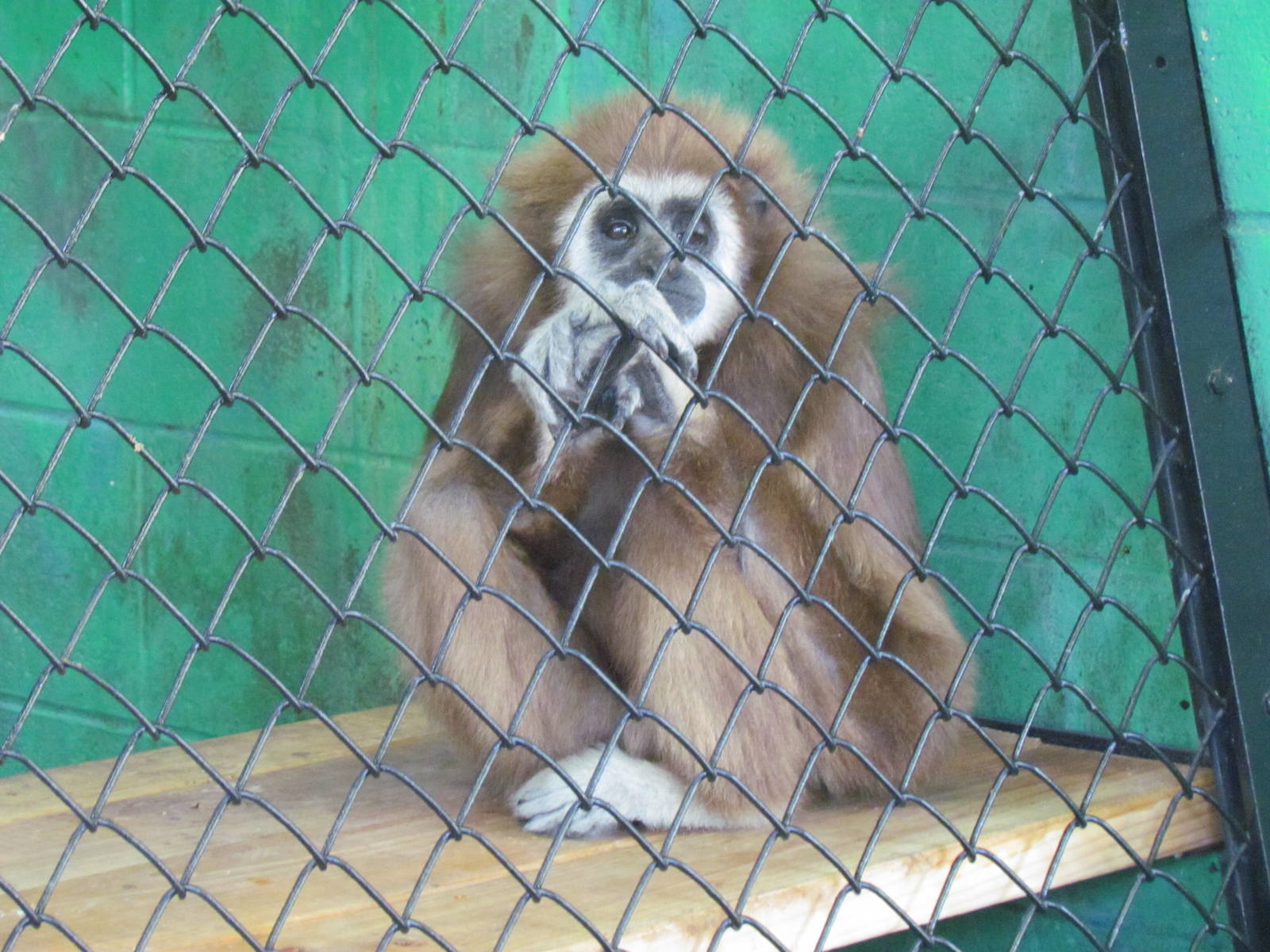 White-Handed Gibbon