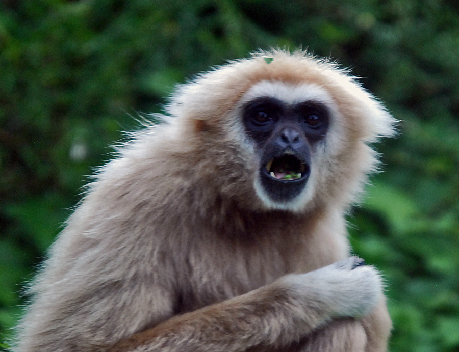 white handed gibbon