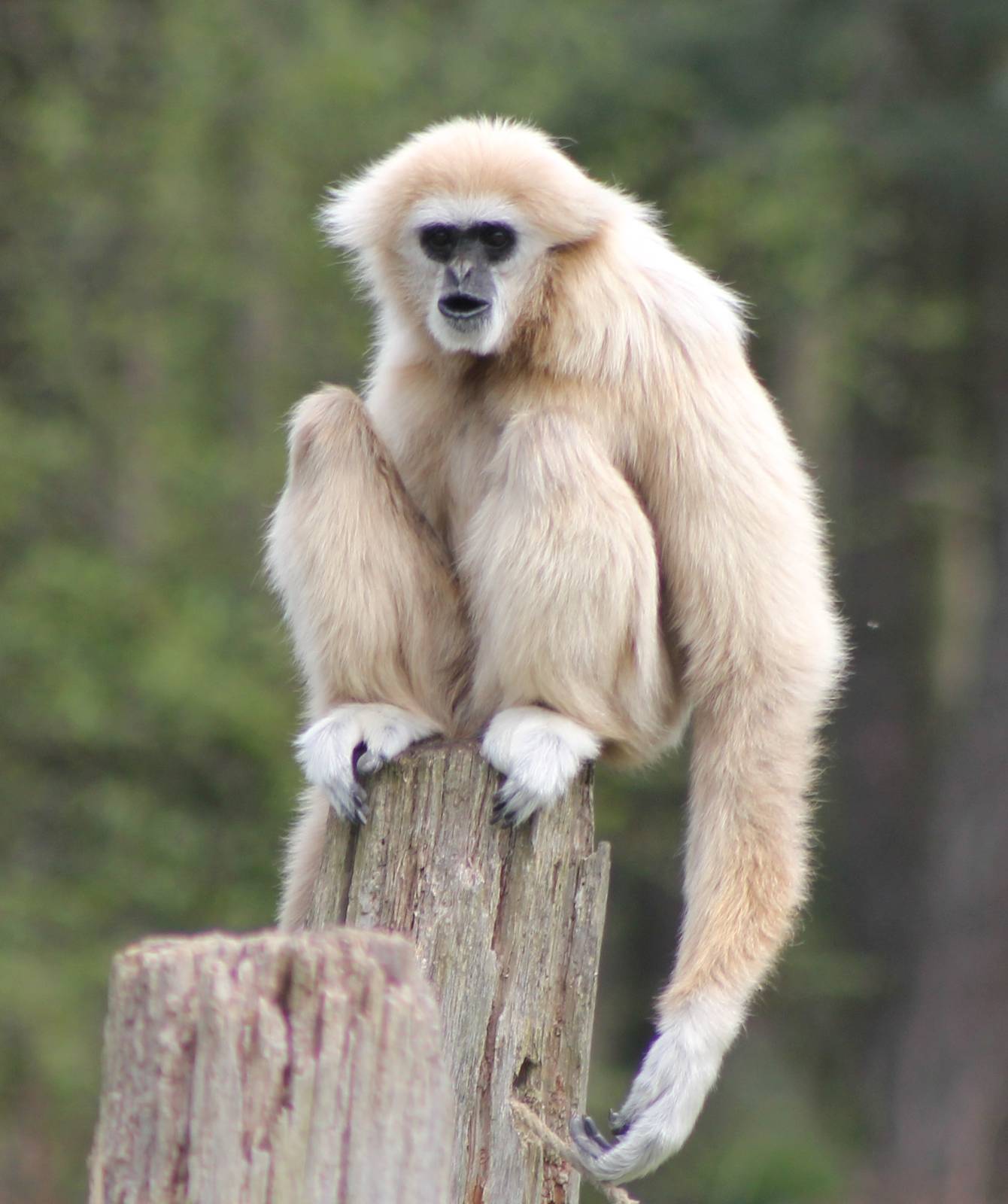 White-handed gibbon