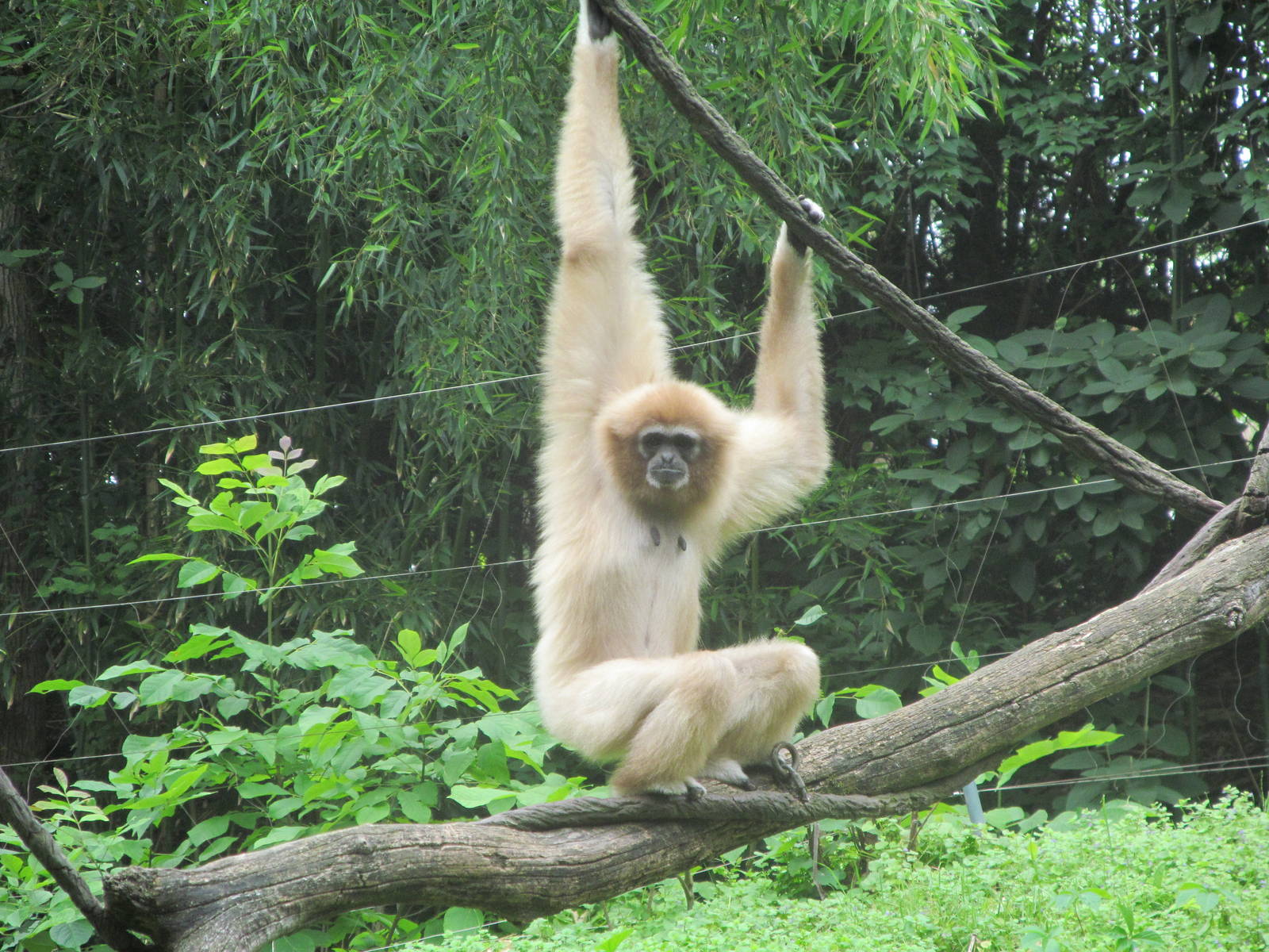 White-Handed Gibbon