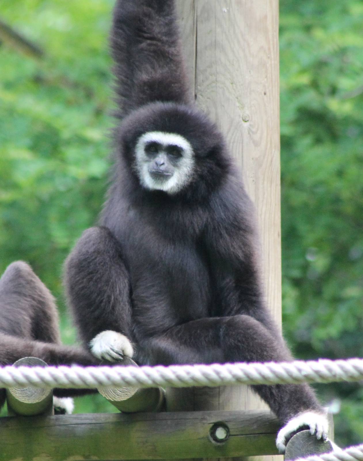 White-handed gibbon