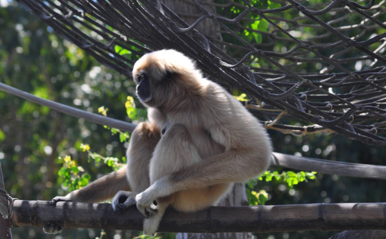 White-handed Gibbon