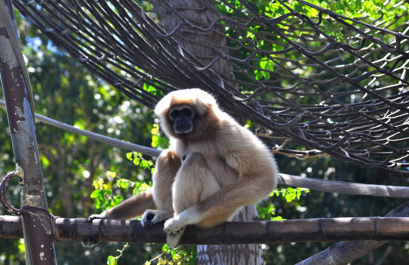 White-handed Gibbon