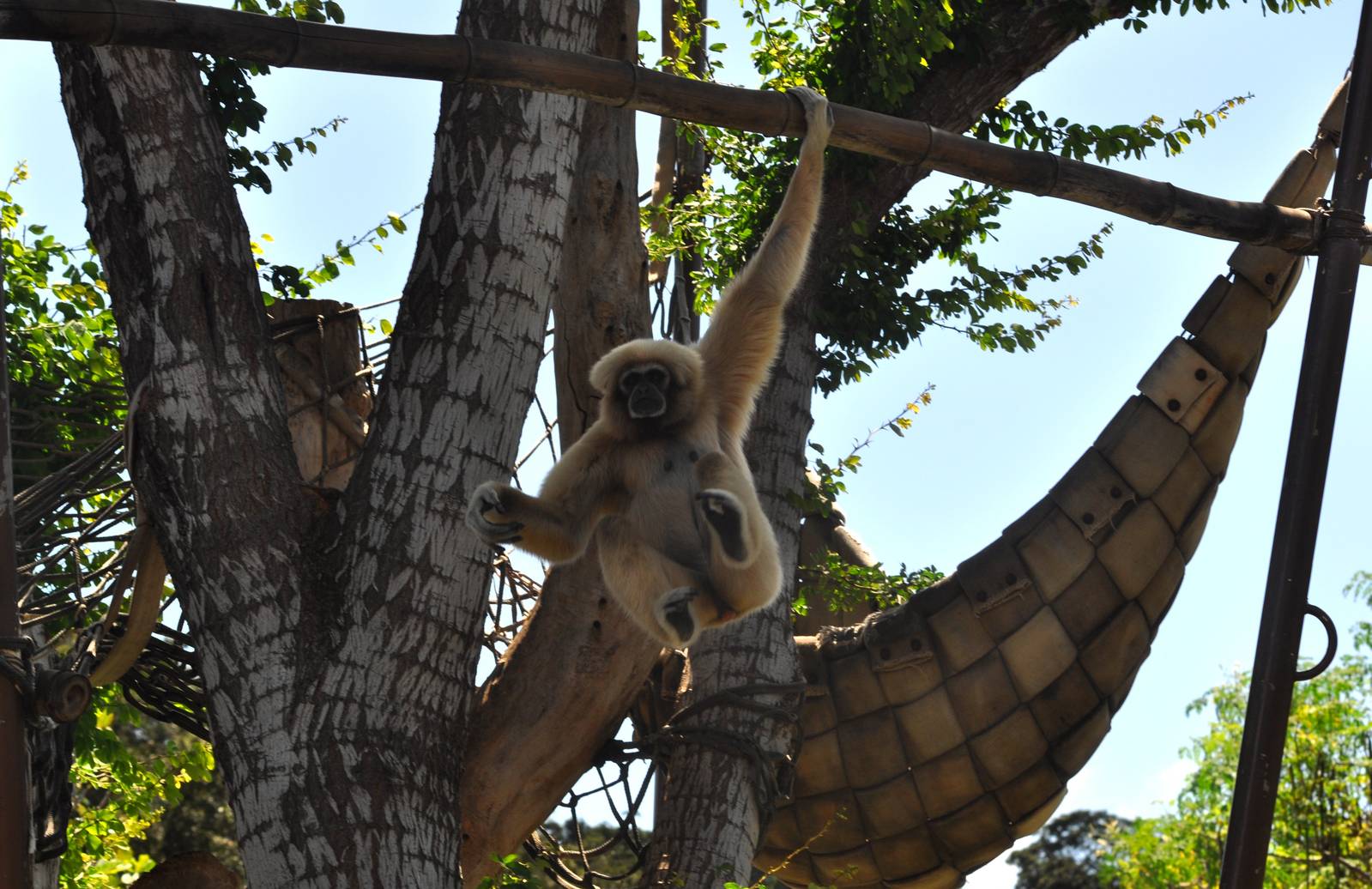 White-handed Gibbon