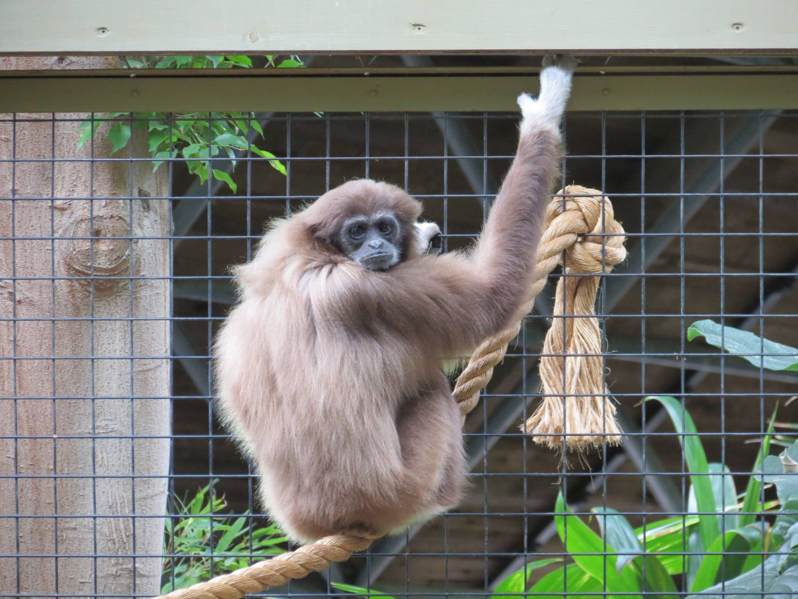 White-handed Gibbon