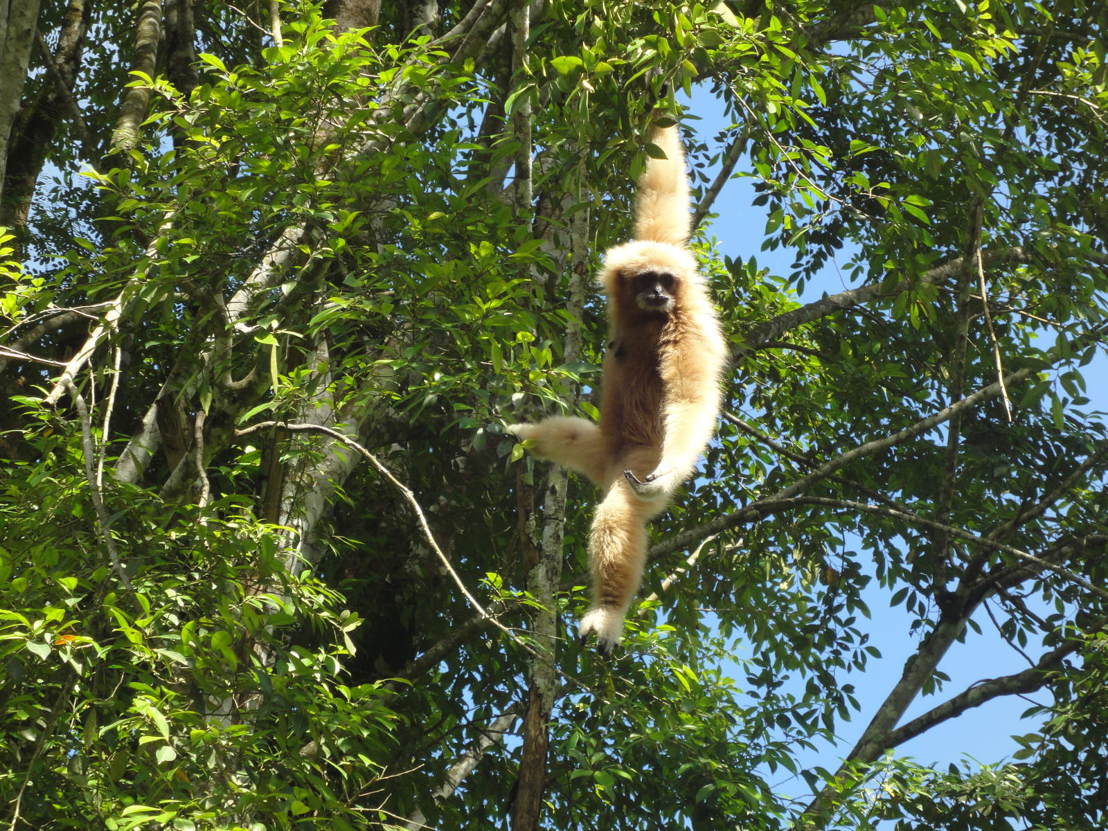White Handed Gibbon