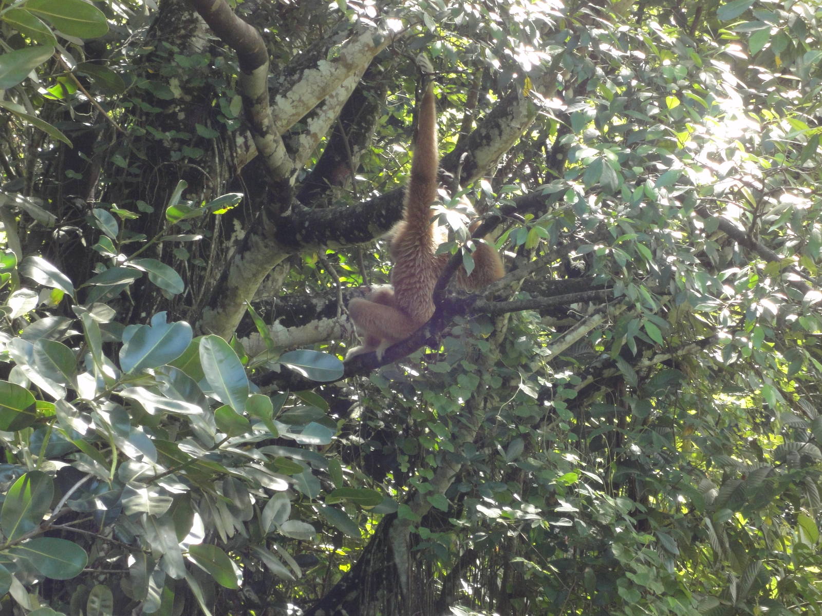 White Handed Gibbon