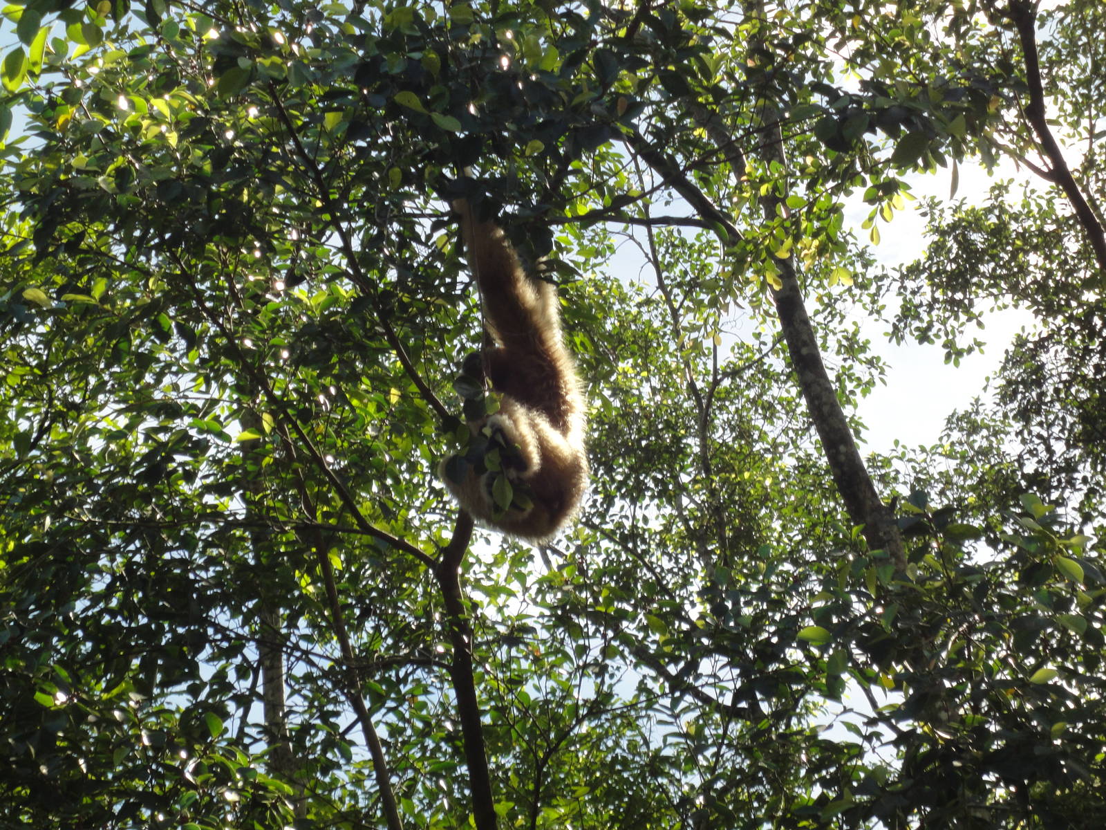 White Handed Gibbon