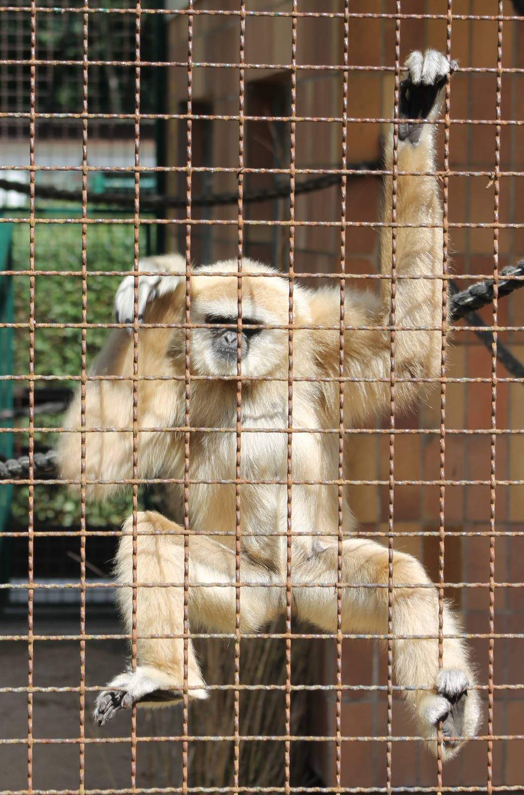 White-handed gibbon