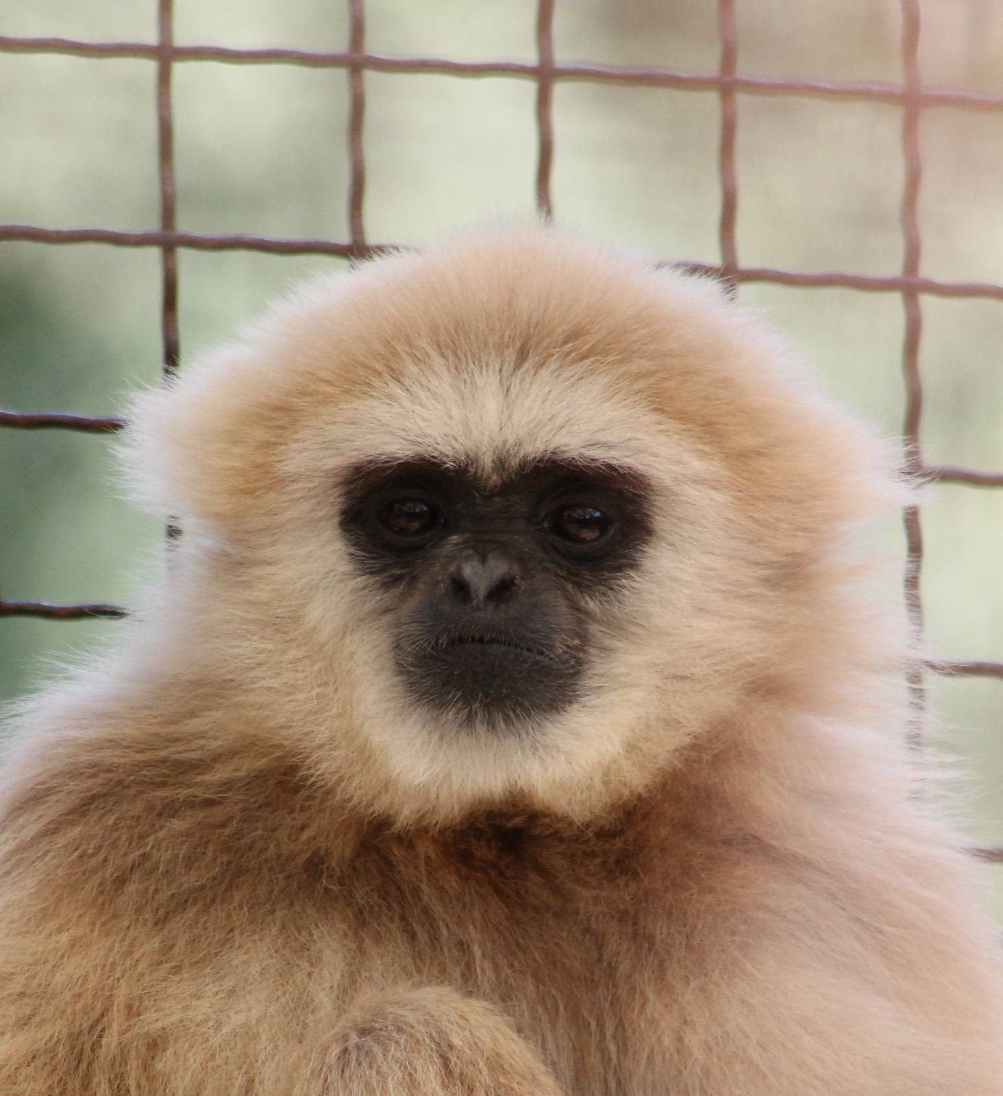 White-handed gibbon