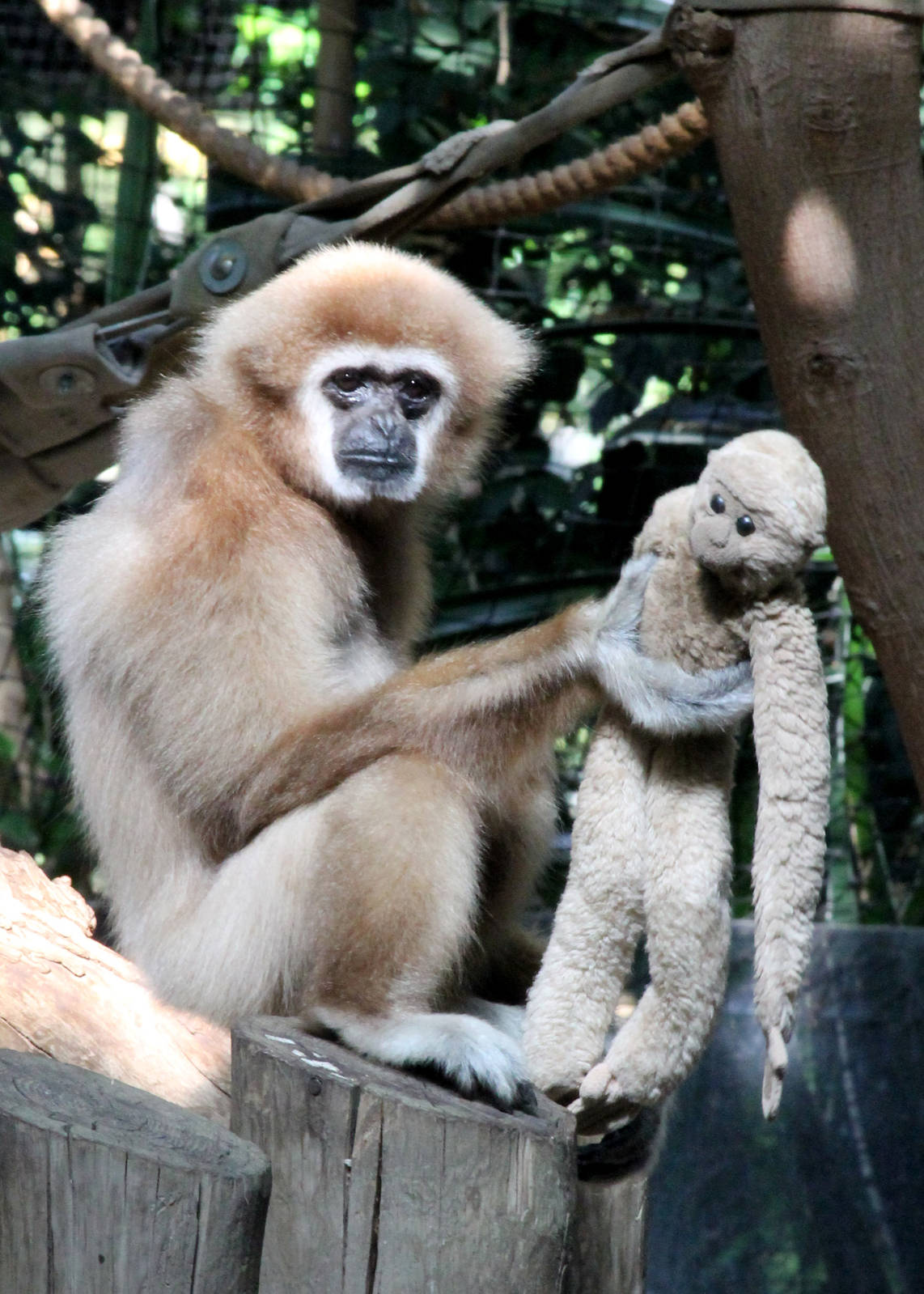 White-Handed Gibbon