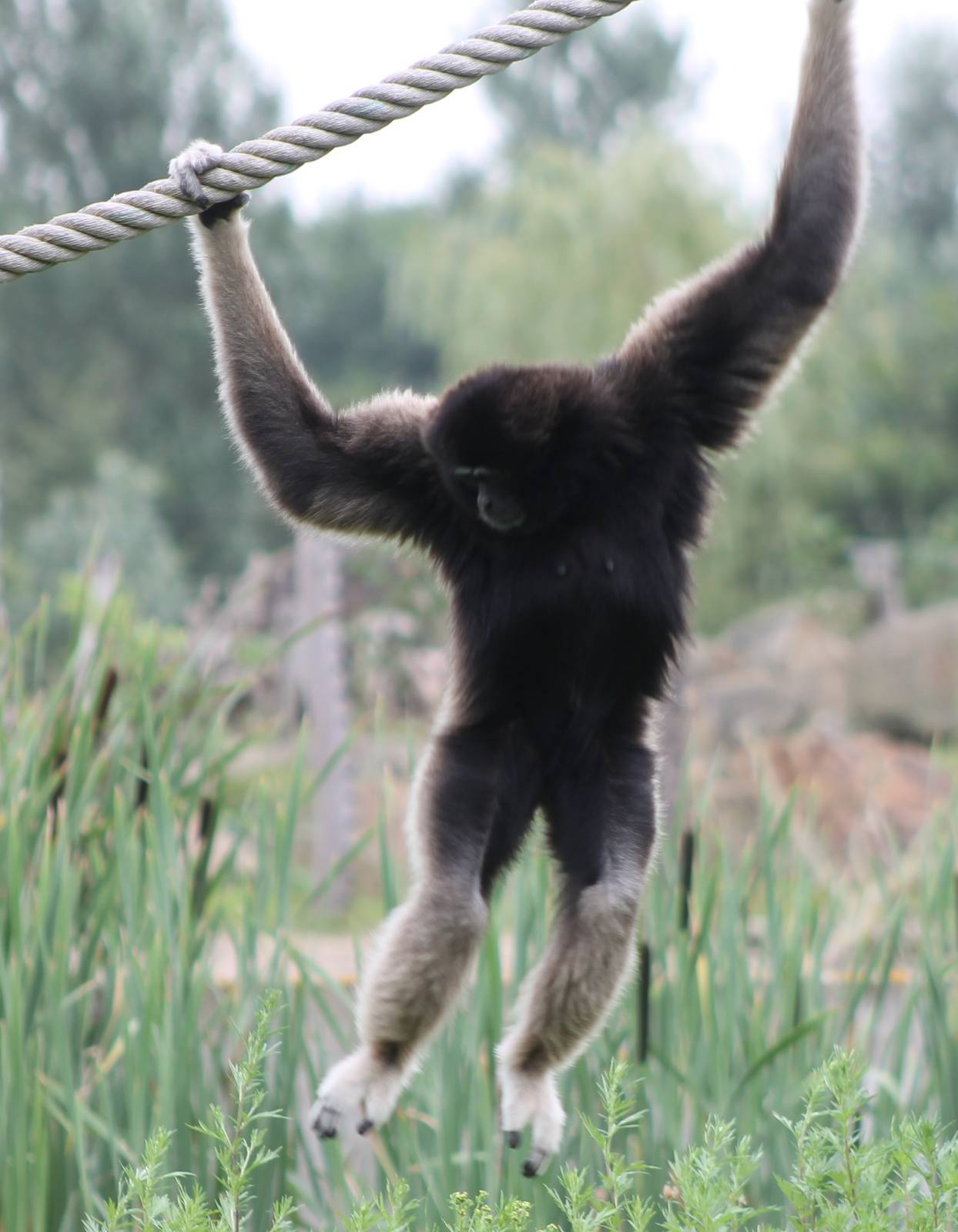 White-handed gibbon