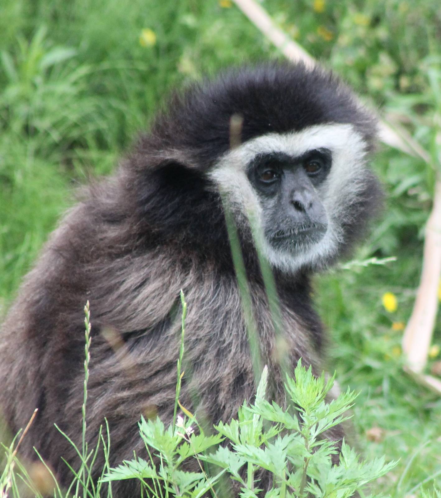 White-handed gibbon