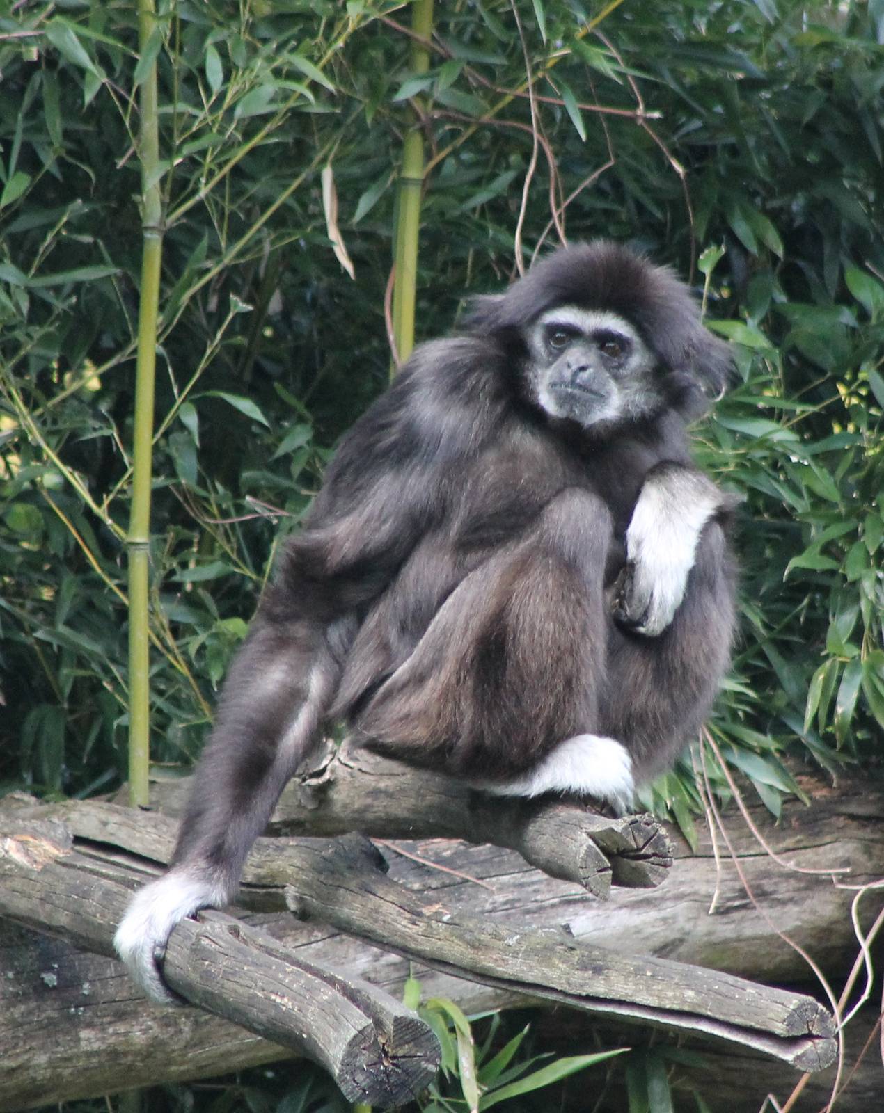 White-handed gibbon