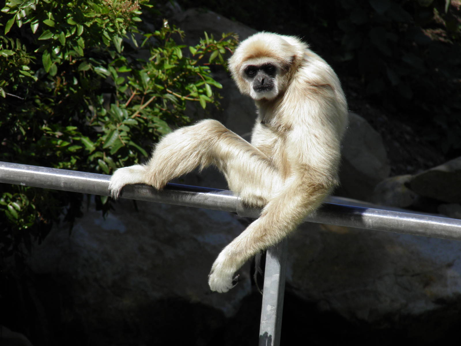 White Handed Gibbon