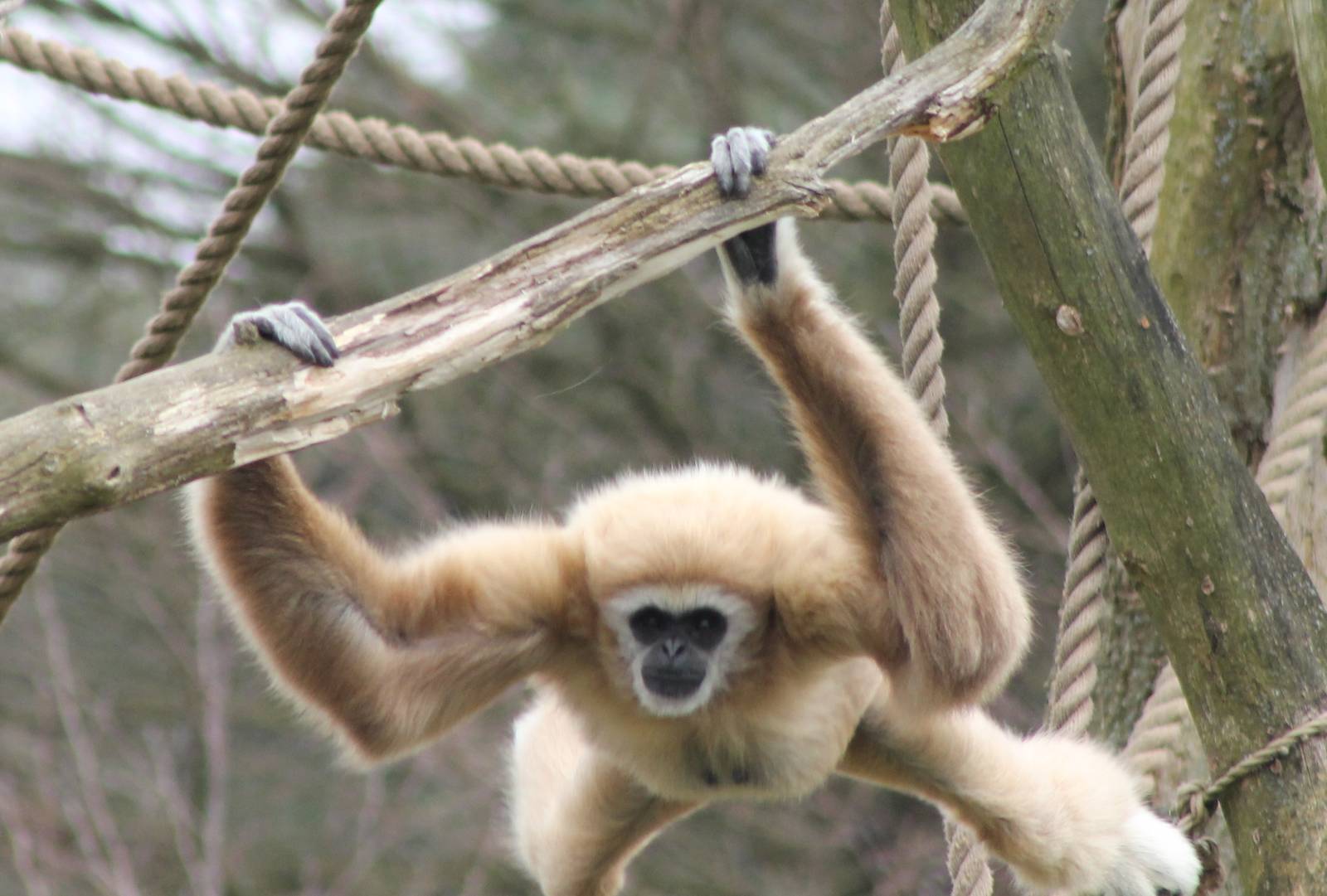 White-handed gibbon